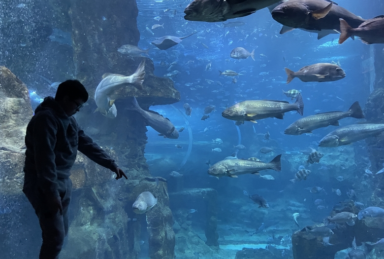 Anoeta estadioa eta Aquariuma
