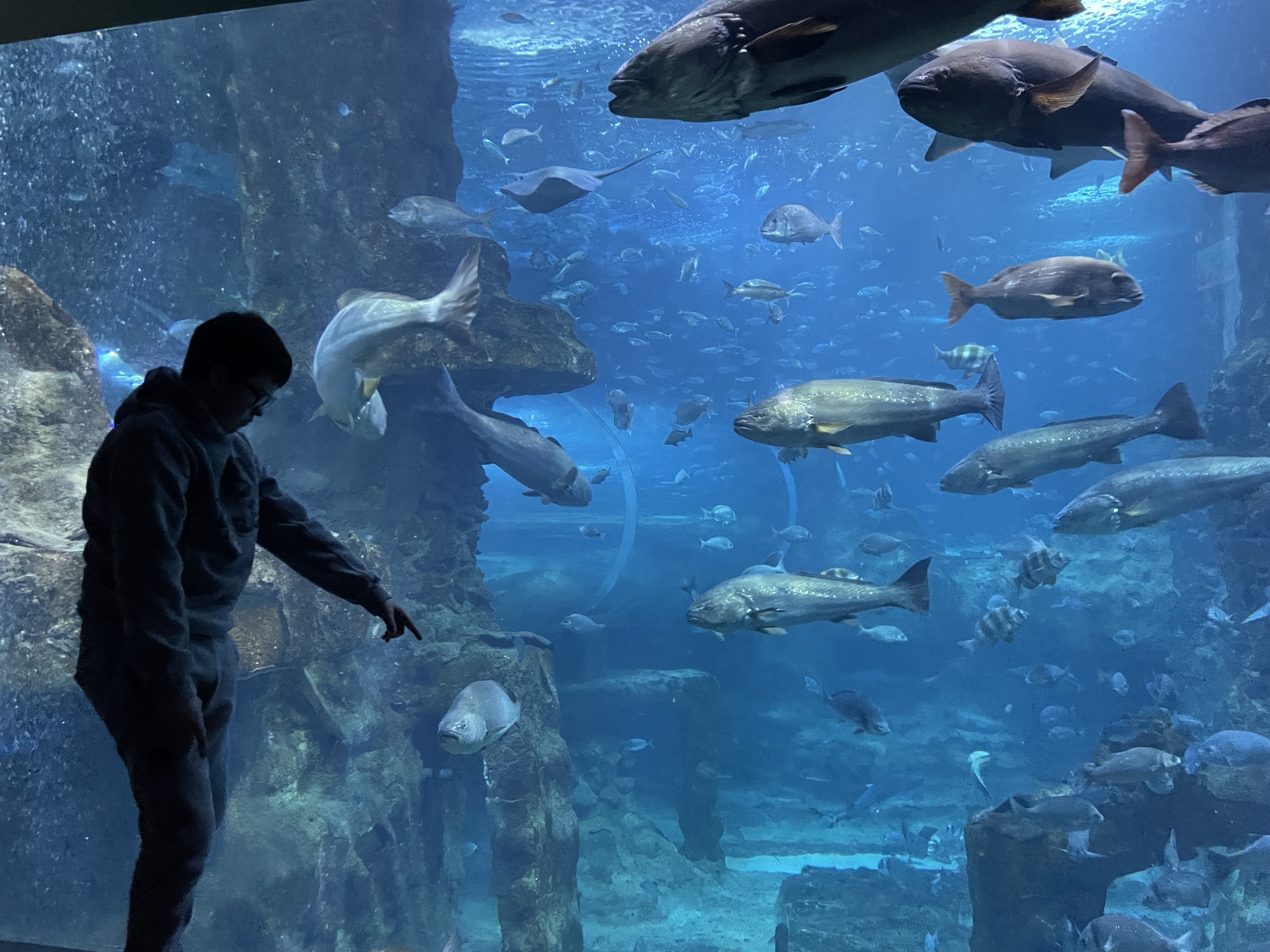 Anoeta estadioa eta Aquariuma